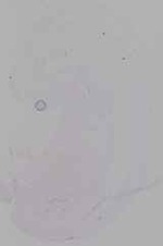 EMAGE:29946