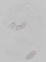 EMAGE:29963