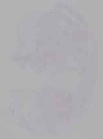 EMAGE:29964