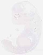 EMAGE:29968
