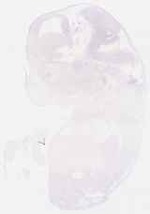 EMAGE:29968