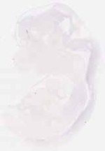 EMAGE:29968