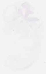 EMAGE:29968