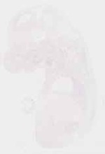 EMAGE:29978