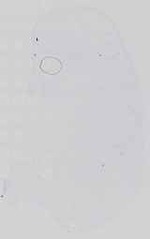 EMAGE:29982