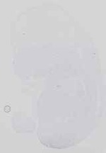 EMAGE:29984