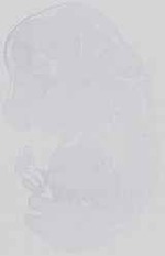 EMAGE:29984