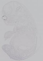 EMAGE:30138