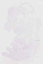 EMAGE:30243