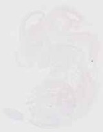 EMAGE:30243