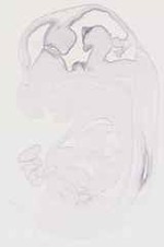 EMAGE:30347