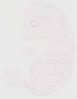 EMAGE:30347