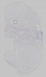 EMAGE:30360