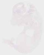 EMAGE:30442
