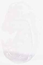EMAGE:30716