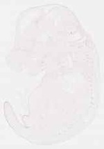 EMAGE:30819