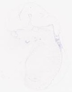 EMAGE:30839