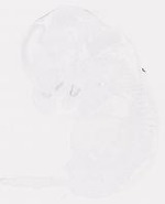 EMAGE:30842