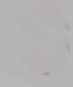 EMAGE:30852