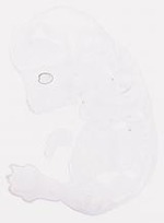 EMAGE:30853