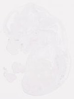 EMAGE:30853