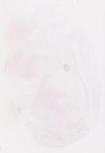 EMAGE:30858