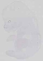 EMAGE:30882