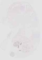 EMAGE:30895