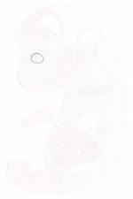 EMAGE:30905