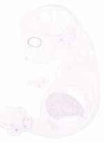 EMAGE:30906
