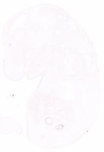 EMAGE:30908