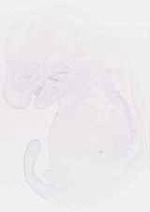 EMAGE:30932