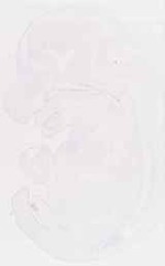 EMAGE:30932