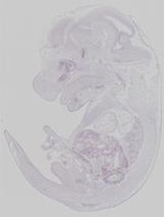 EMAGE:30963