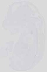EMAGE:31358