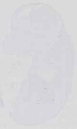 EMAGE:31358