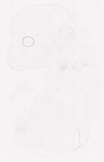 EMAGE:31493