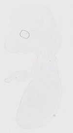 EMAGE:31653