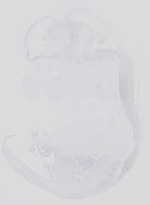 EMAGE:31663