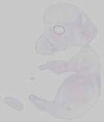 EMAGE:31702