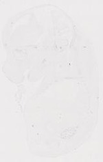 EMAGE:31856