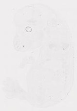 EMAGE:31856