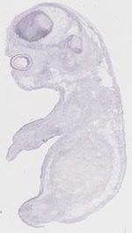 EMAGE:31926