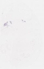 EMAGE:32052