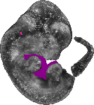mouse atlas EMAGE spatial in situ gene expression database None