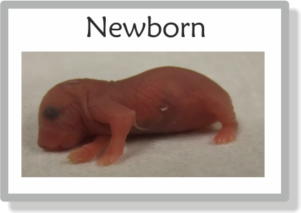 newborn mouse