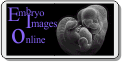 SEM Embryo Images