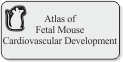 Atlas of Fetal Mouse 
Cardiovascular Development 