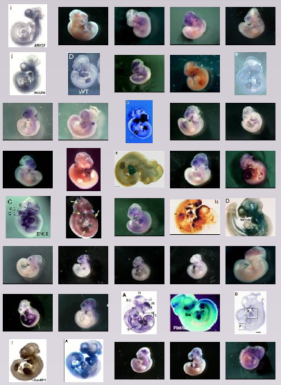Montage of selected gene-expression images