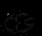 EMAGE:6135